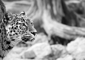 Már látható Miskolcon a leopárd