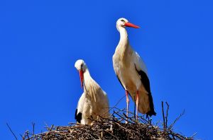 A gólyák figyelése mindenki feladata lehet