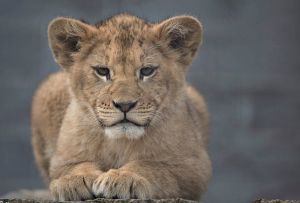 Babonából sem kürtölték világgá a kis oroszlán születését