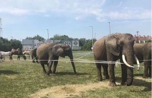 Fürdőzz elefántokkal