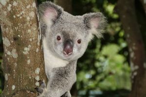 Akarunk még koalákat látni?