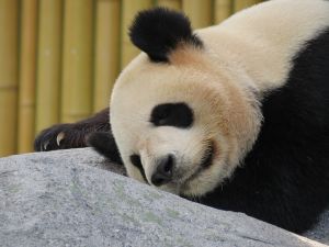 Költöztetik a pandákat, lejárt a szerződés