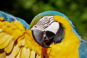 Kék és sárga színben ragyog a debreceni állatkert